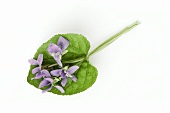 Small posy of sweet violets with leaf (Viola odorata)