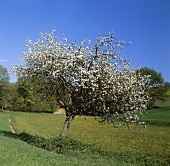 Blühender Apfelbaum (Wild- bzw. Holzapfel) auf der Wiese