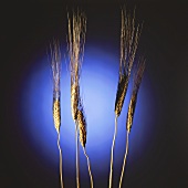 Ears of barley against blue circle of light