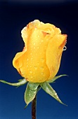A Yellow Rose Covered in Dew Drops