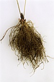 Bugbane root (Cimicifuga)