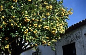 Orangen am Baum, Mallorca