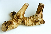 Eine Galgantwurzel (Alpina galanga)