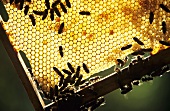 Honigwabe mit Bienen