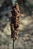An ear of millet