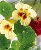 Nasturtiums