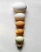 Six different eggs