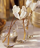 weiße Alpenveilchenblüten in Glasvasen als Tischdeko