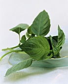 Basil on glass plate