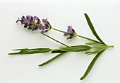 Lavender, sprig with leaves & flowers