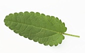 A betony leaf (Stachys officinalis)