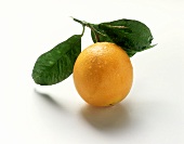 A Single Orange on the Stem with Leaves