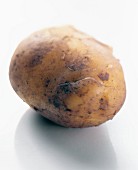 Potato, variety: Italian Sieglinde
