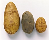 Drei Kartoffeln: Spunta, Sieglinde und Agria nebeneinader