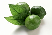 Three Limes with Leaves