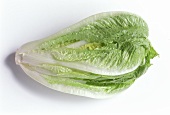 A romaine lettuce (Romana lettuce)