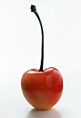 A Single White Cherry with Stem