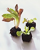 Young romaine lettuce, lollo rosso and lettuce plants