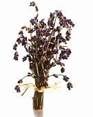 A bunch of fresh lavender, standing on white surface