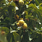 Horse chestnuts on the tree (close-up)