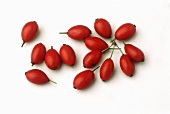Barberry berries (Berberis vulgaris)