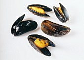 Cooked opened mussels