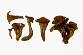 Mushrooms: a few black chanterelles (Horn of plenty)
