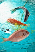 Fish: sea perch, red bream and sea bream 