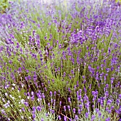 Blühender Lavendel in der Natur