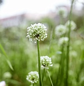 Chive Plants in the Garden