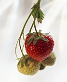 Eine rote und einige grüne Erdbeeren am Zweig