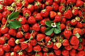 Viele Erdbeeren und eine Erdbeerblüte (flächendeckend)