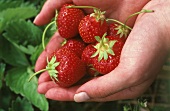 Erdbeeren, frisch gepflückt, auf zwei Händen
