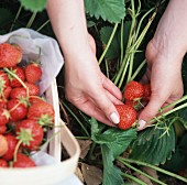 Hände pflücken Erdbeeren auf dem Feld in einen Spankorb