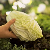 Hand hält Chinakohl über Salaten auf dem Markt