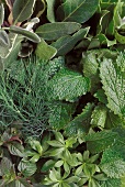 Various herbs, filling the picture