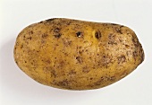 Eine Kartoffel der Sorte Moossiglinde
