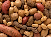 Many different potatoes (filling the picture)