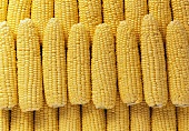 Corncobs lying symmetrically (filling the picture)