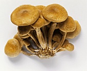 Mushrooms (Kuehneromyces mutabilis)
