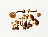 A few Velvet foot mushrooms (winter mushroom)