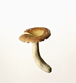 A bare-toothed Russula