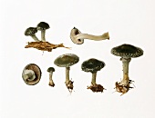 Verdigris agaric (Stropharia aeruginosa)