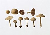 Mushrooms (Psathyrella candolleana) 