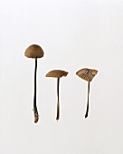 Three mushrooms (Marasmius scorodonius)
