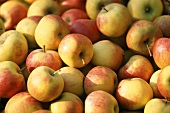 Jonagold apples in a heap (close-up)