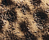 Caraway powder and caraway seeds (close-up)