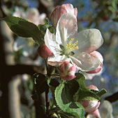 Apple blossom on a branch