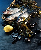 Sea perch and mussels on seaweed in bast basket