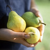 A Person Holding Three Pears